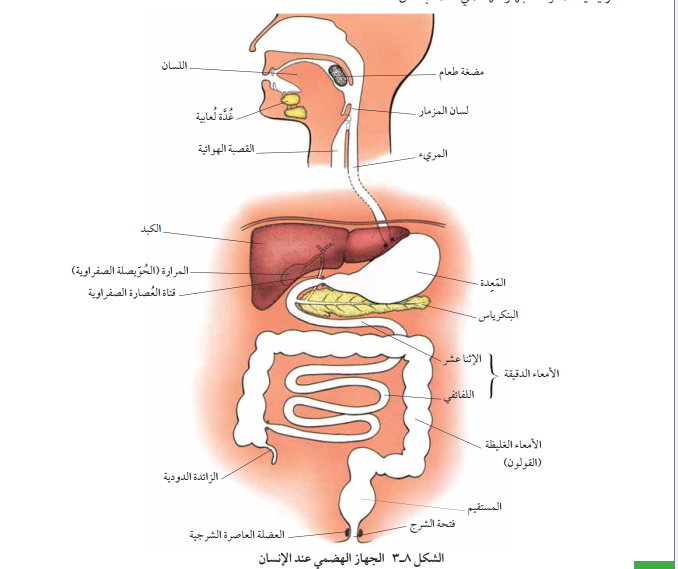 شرح درس القناة الهضمية - الصف التاسع – مادة الأحياء الفصل الدراسي الثاني