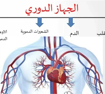مكونات ووظائف الجهاز الدوري في جسم الإنسان الصف العاشر الفصل الاول